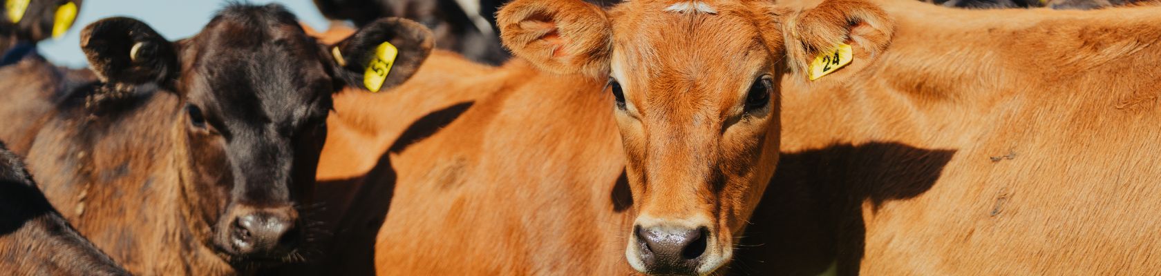 Trace Elements in Calves 1680x400 - 1 Trace Elements in Calves 1680x400 - 1